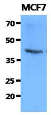 Western Blot: FKBP6 Antibody (9B7)BSA Free [NBP2-42645]