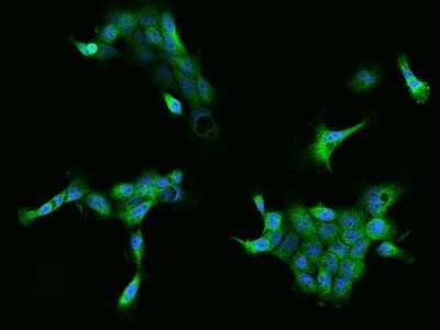 Immunocytochemistry/ Immunofluorescence: FKBP6 Antibody [NBP2-97729]