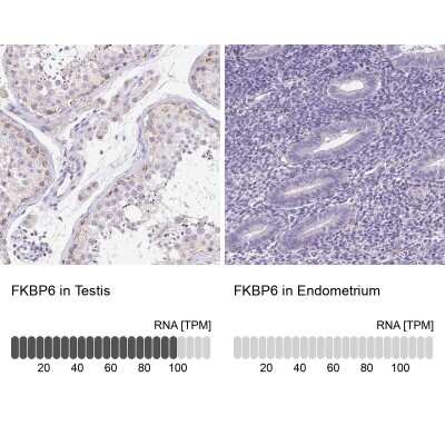 Immunohistochemistry-Paraffin: FKBP6 Antibody [NBP2-38905]