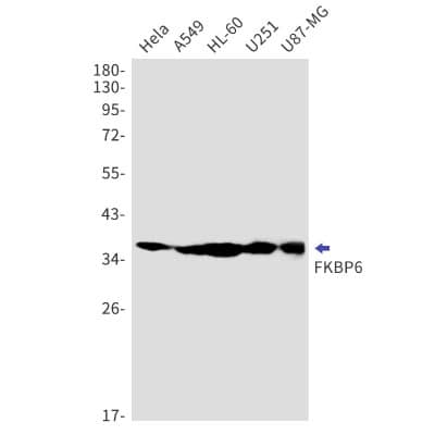 Western Blot: FKBP6 Antibody (S05-4G2) [NBP3-19865]