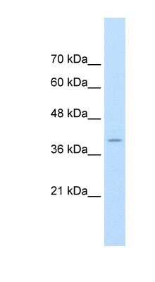 Western Blot: FKBP6 Antibody [NBP1-54606]