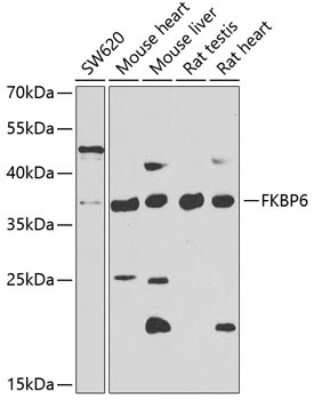 Western Blot: FKBP6 AntibodyBSA Free [NBP3-04676]