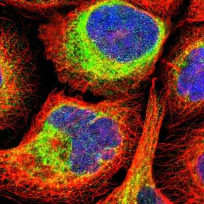 Immunocytochemistry/ Immunofluorescence: FKBP7 Antibody [NBP1-83889]