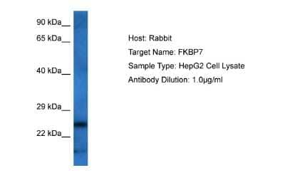 Western Blot: FKBP7 Antibody [NBP2-87443]