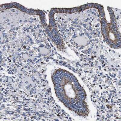 Immunohistochemistry-Paraffin: FKBP9 Antibody [NBP1-83887]