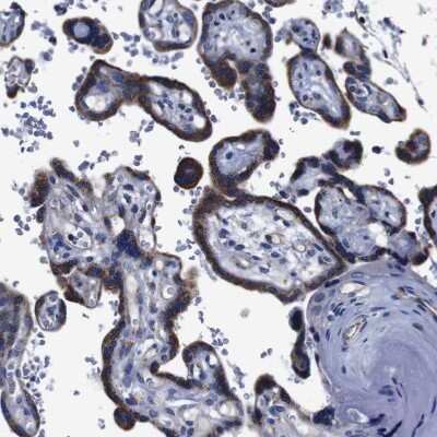 Immunohistochemistry-Paraffin: FKBP9 Antibody [NBP1-83887]