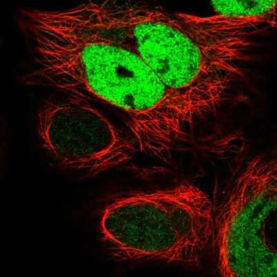 Immunocytochemistry/ Immunofluorescence: FKBPL Antibody [NBP2-55724]