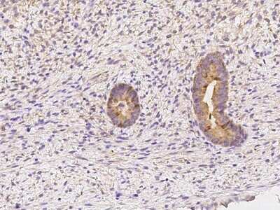 Immunohistochemistry-Paraffin: FKBPL Antibody [NBP2-97169]
