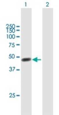 Western Blot: FKBPL Antibody [H00063943-B01P]