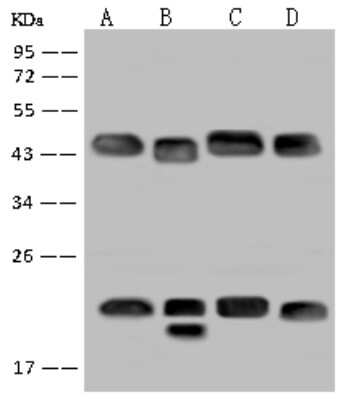 Western Blot: FKBPL Antibody [NBP2-97169]