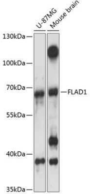 Western Blot: FLAD1 AntibodyAzide and BSA Free [NBP3-05008]