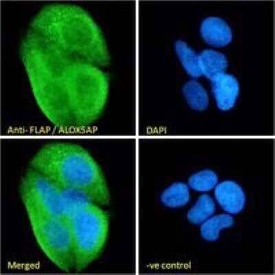 Immunocytochemistry/ Immunofluorescence: FLAP Antibody [NB300-891]