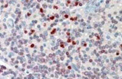 Immunohistochemistry-Paraffin: FLAP Antibody [NB100-53797]