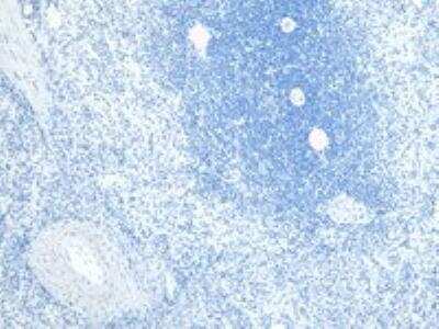 Immunohistochemistry-Paraffin: FLAP Antibody [NB300-891]