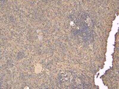 Immunohistochemistry-Paraffin: FLAP Antibody [NB300-891]