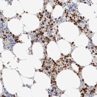 Immunohistochemistry-Paraffin: FLAP Antibody [NBP1-84666]
