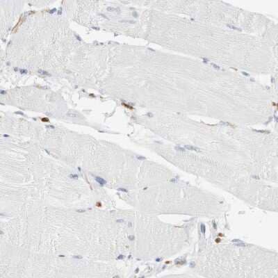 Immunohistochemistry-Paraffin: FLAP Antibody [NBP1-84666]