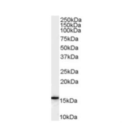 Western Blot: FLAP Antibody [NB100-53797]