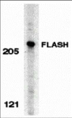 Western Blot: FLASH AntibodyBSA Free [NBP1-77301]