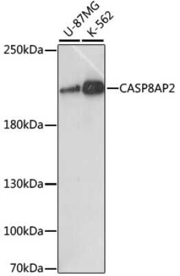 Western Blot: FLASH AntibodyAzide and BSA Free [NBP3-03511]