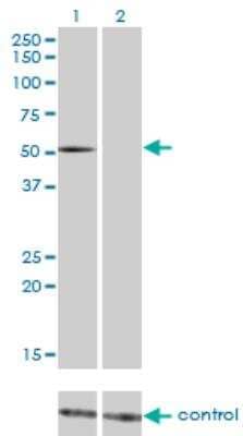 Western Blot: FLI1 Antibody (1F6) [H00002313-M05]