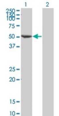 Western Blot: FLI1 Antibody (1F6) [H00002313-M05]