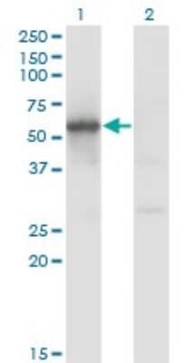 Western Blot: FLI1 Antibody (1G8) [H00002313-M01]