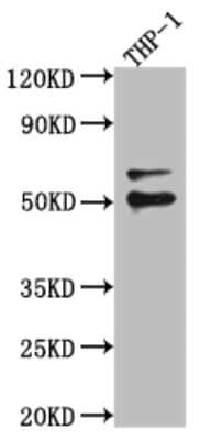 Western Blot: FLI1 Antibody (4E5) [NBP3-15148]