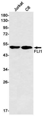 Western Blot: FLI1 Antibody (S01-0C2) [NBP3-19635]