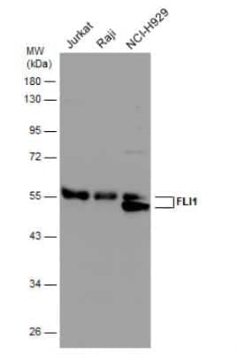 Western Blot: FLI1 Antibody [NBP2-16500]