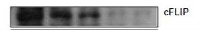 Western Blot: FLIP Antibody (2F12) [H00008837-M01]