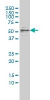 Western Blot: FLIP Antibody (2F12) [H00008837-M01]