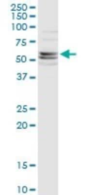 Western Blot: FLIP Antibody (2F12) [H00008837-M01]