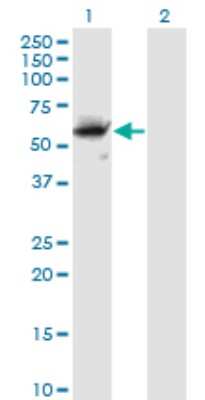 Western Blot: FLIP Antibody (2F12) [H00008837-M01]