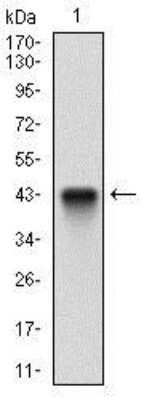 Western Blot: FLIP Antibody (7A3D12)BSA Free [NBP2-37359]