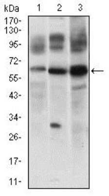 Western Blot: FLIP Antibody (7A3D12)BSA Free [NBP2-37359]