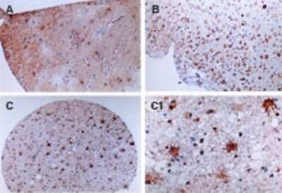 Immunohistochemistry: FLIP Antibody [NB100-56141]