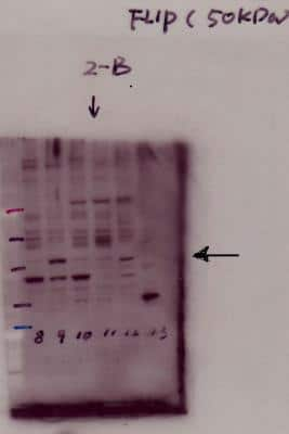 Western Blot: FLIP Antibody [NB100-56141]