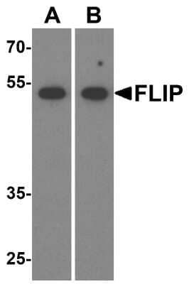 Western Blot: FLIP AntibodyBSA Free [NBP1-77016]