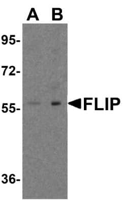 Western Blot: FLIP AntibodyBSA Free [NBP1-77020]