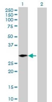 Western Blot: FLJ10154 Antibody [H00055082-B01P]