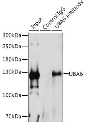 Immunoprecipitation: FLJ10808 Antibody - BSA Free [NBP3-03402]