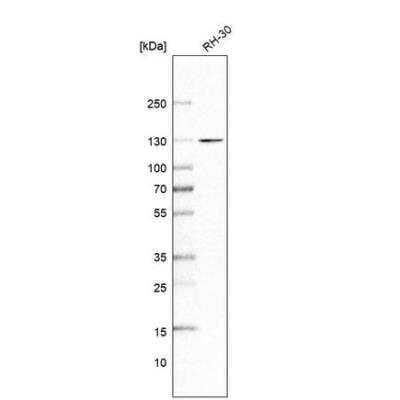 Western Blot: FLJ10808 Antibody [NBP1-87911]