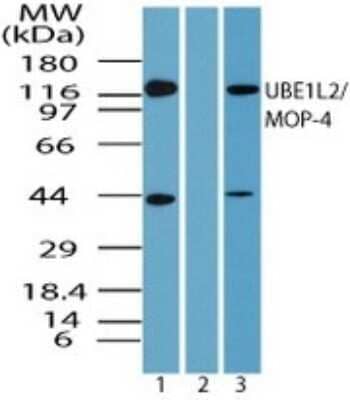 Western Blot: FLJ10808 Antibody [NBP2-24534]