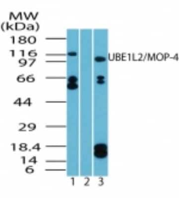 Western Blot: FLJ10808 Antibody [NBP2-24587]