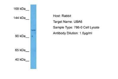 Western Blot: FLJ10808 Antibody [NBP2-87449]