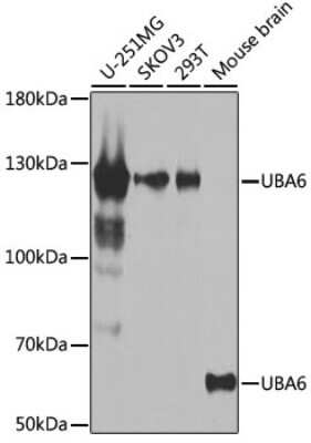 Western Blot: FLJ10808 AntibodyBSA Free [NBP3-03402]