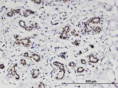 Immunohistochemistry-Paraffin: FLJ11184 Antibody (4A6) [H00055319-M08]
