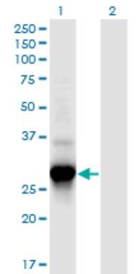 Western Blot: FLJ11184 Antibody (4A6) [H00055319-M08]