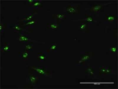 Immunocytochemistry/ Immunofluorescence: FLJ11184 Antibody [H00055319-D01P]